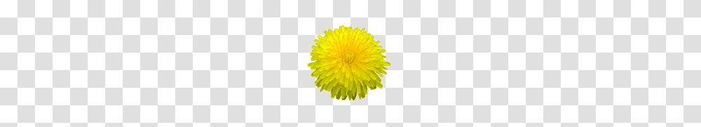 Dandelion, Flower, Plant, Blossom, Petal Transparent Png