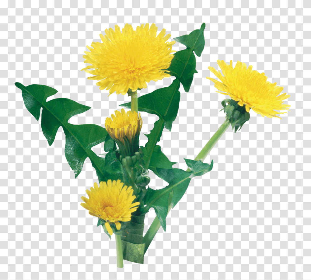 Dandelion, Flower, Plant, Blossom, Sunflower Transparent Png