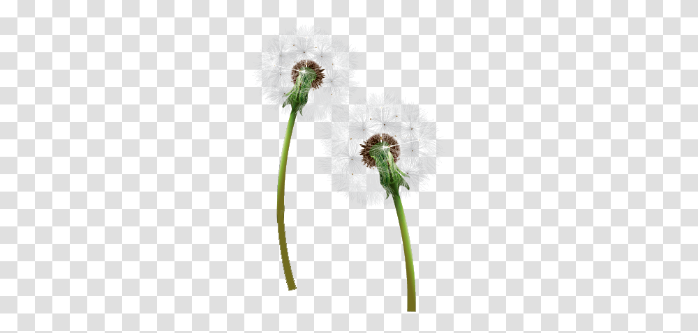 Dandelion, Flower, Plant, Blossom Transparent Png