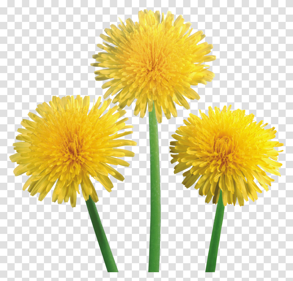 Dandelion, Flower, Plant, Blossom Transparent Png