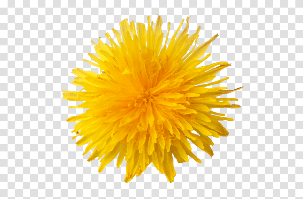 Dandelion, Flower, Plant, Blossom Transparent Png