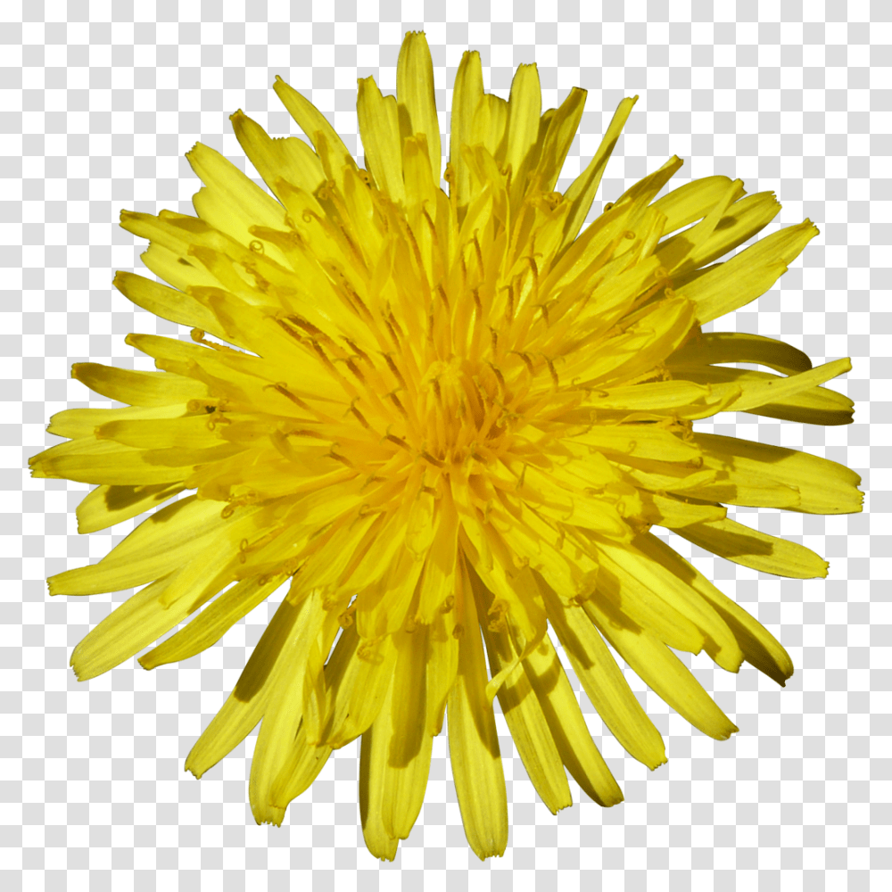 Dandelion, Flower, Plant, Blossom Transparent Png