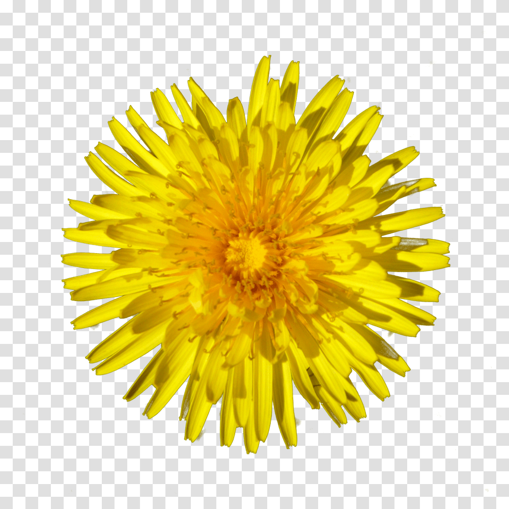 Dandelion, Flower, Plant, Blossom Transparent Png