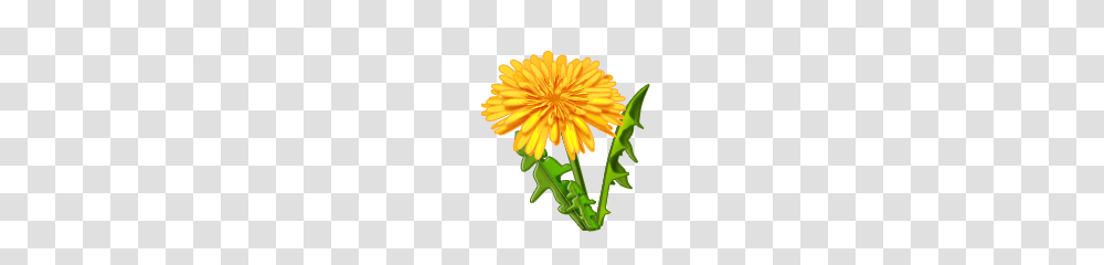 Dandelion, Flower, Plant, Blossom Transparent Png