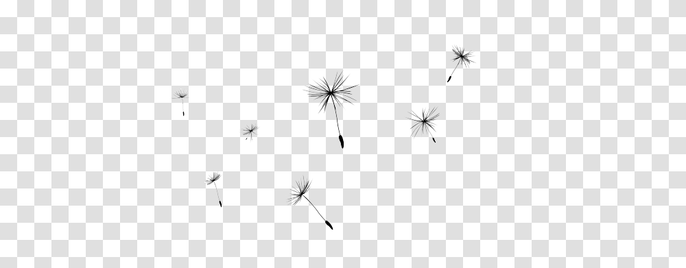 Dandelion, Flower, Plant, Blossom Transparent Png