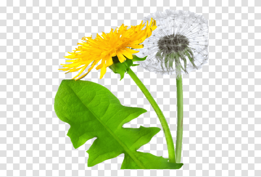 Dandelion, Flower, Plant, Blossom Transparent Png