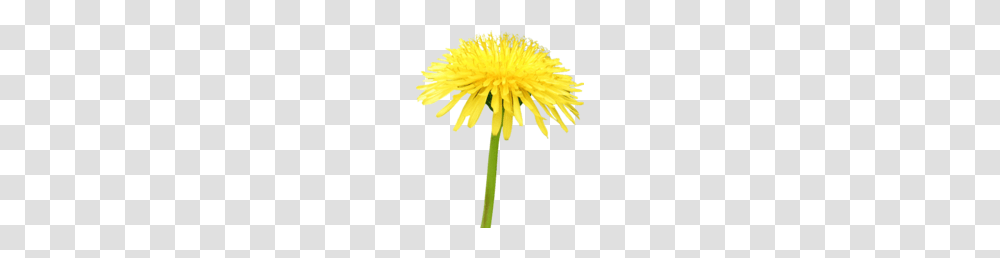 Dandelion, Flower, Plant, Blossom Transparent Png