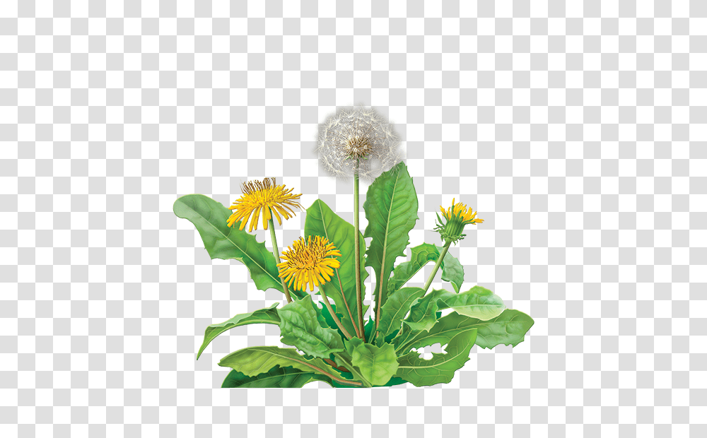 Dandelion, Flower, Plant, Blossom Transparent Png