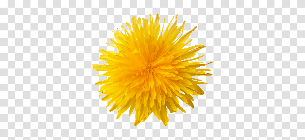 Dandelion, Flower, Plant, Blossom Transparent Png