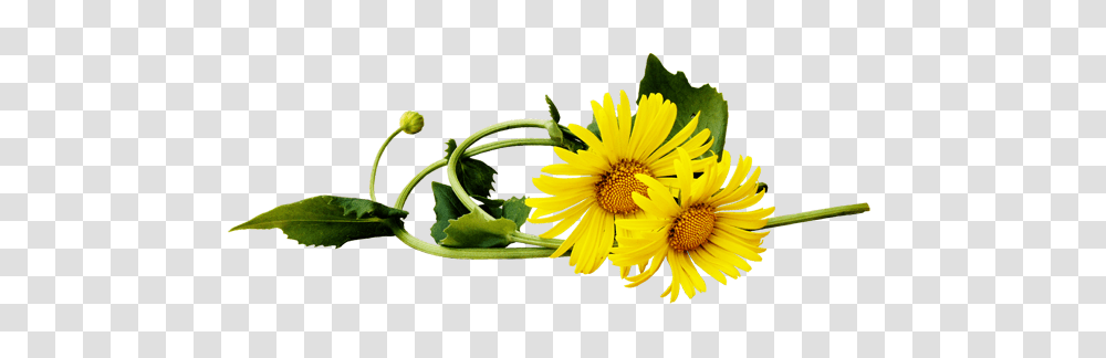 Dandelion, Flower, Plant, Blossom, Vase Transparent Png