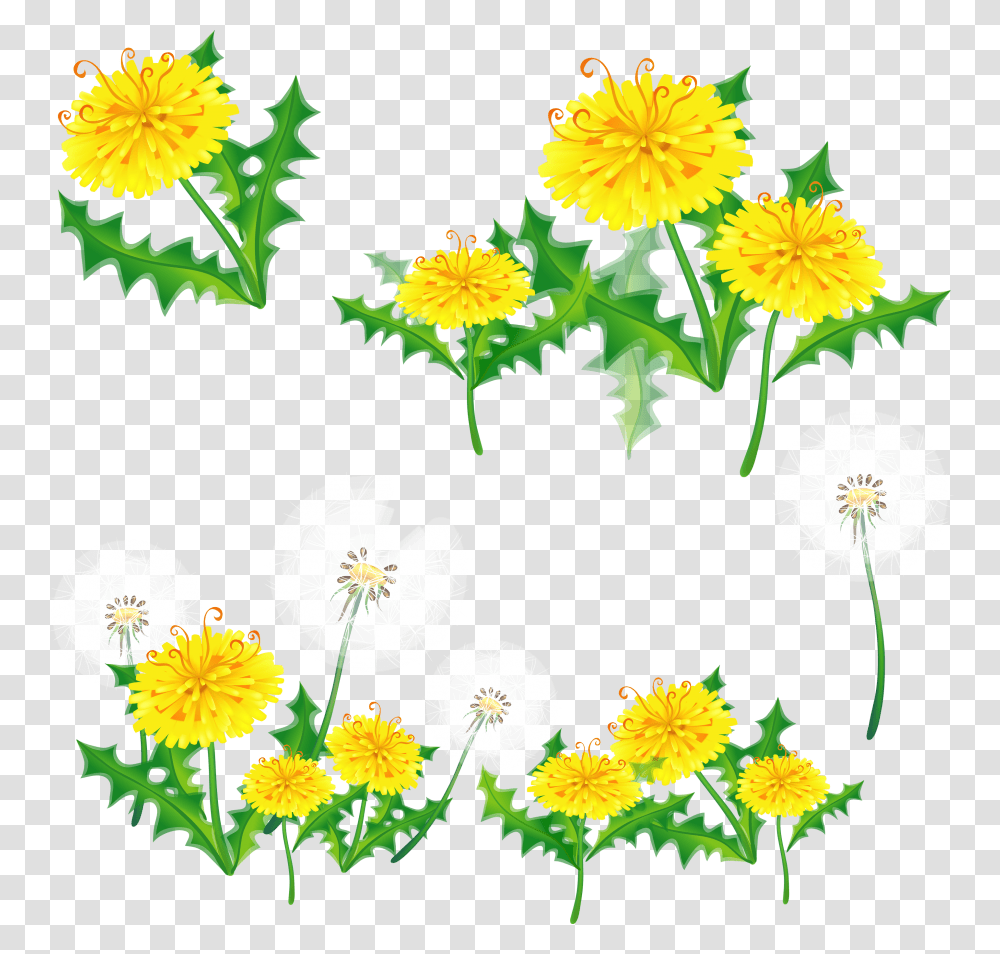Dandelion, Flower, Plant, Daffodil, Leaf Transparent Png