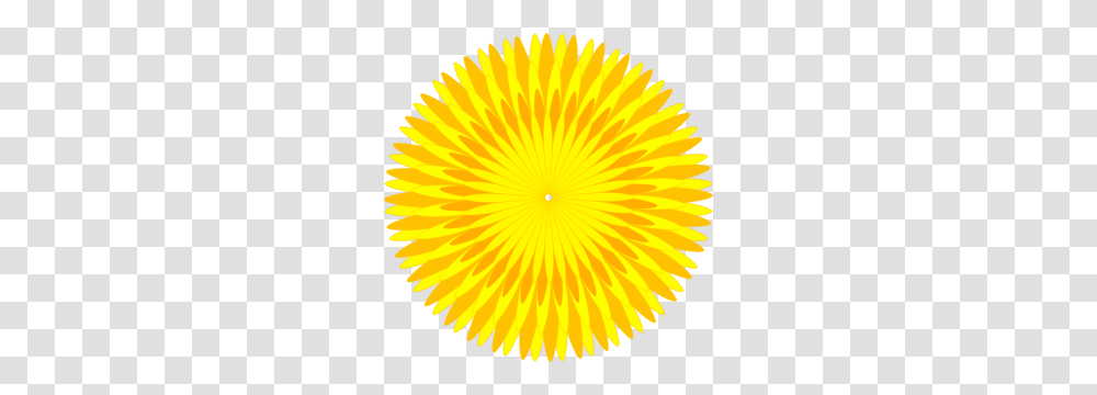 Dandelion, Flower, Plant, Petal, Blossom Transparent Png