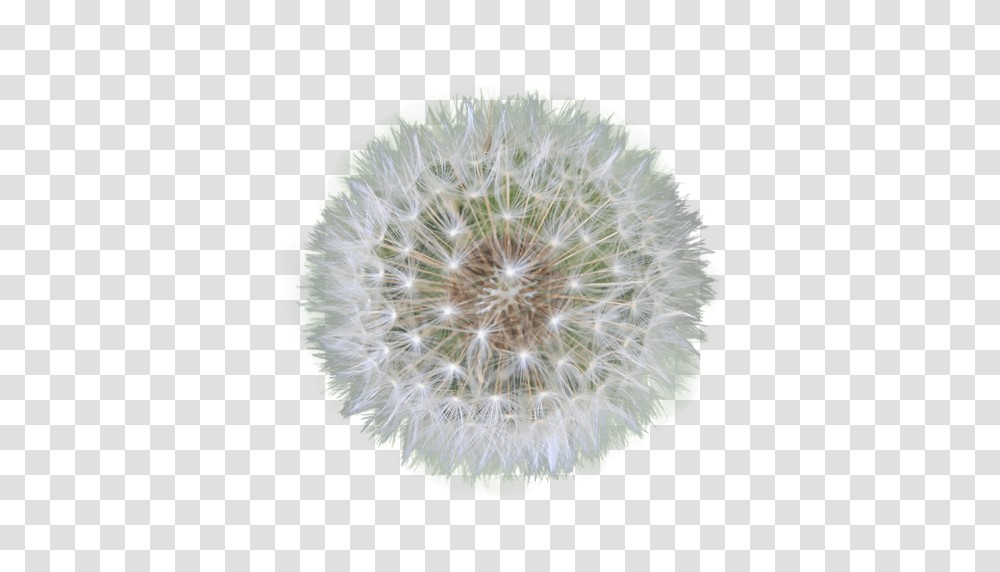 Dandelion, Flower, Tennis Ball, Sport, Sports Transparent Png