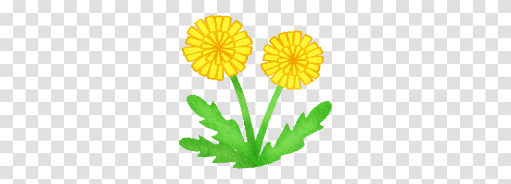 Dandelion Free Clipart Illustrations, Plant, Flower, Blossom, Daisy Transparent Png