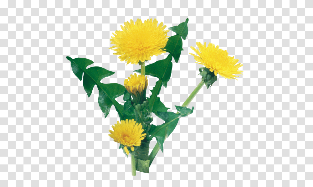 Dandelion Free Download, Plant, Flower, Blossom, Petal Transparent Png