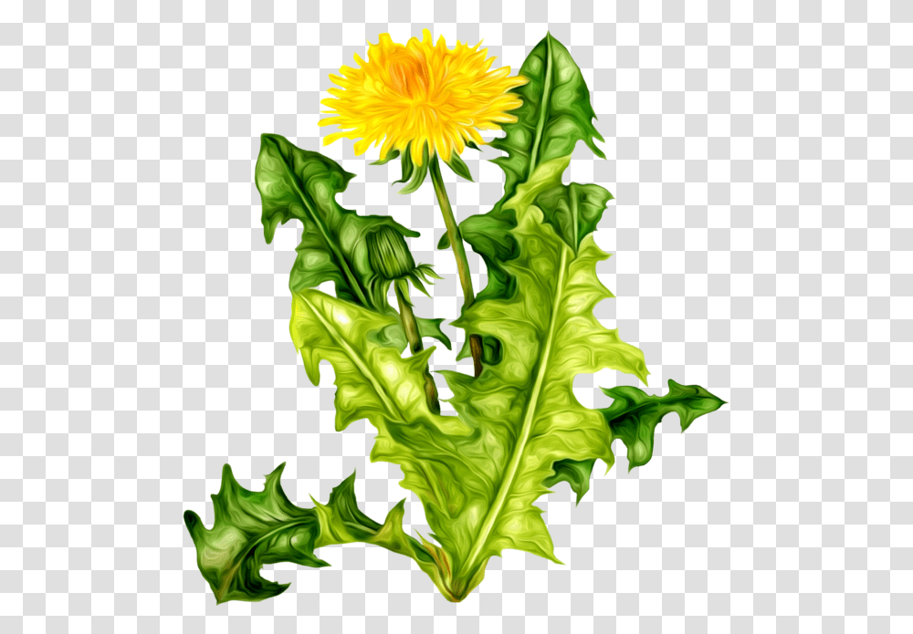 Dandelion Free Download, Plant, Flower, Leaf, Lettuce Transparent Png