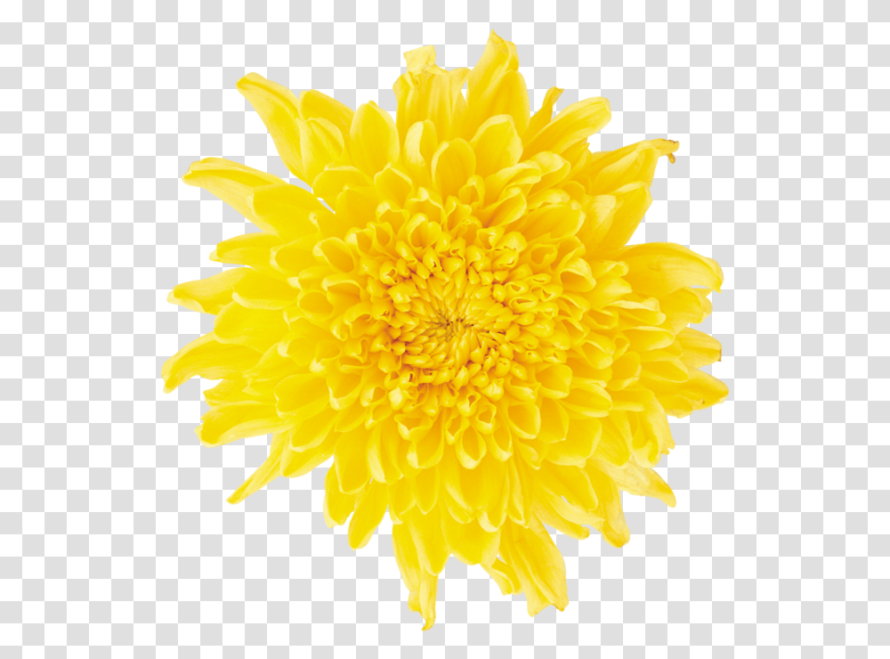 Dandelion Free Download Yellow Daisy Flower, Plant, Blossom, Dahlia, Petal Transparent Png
