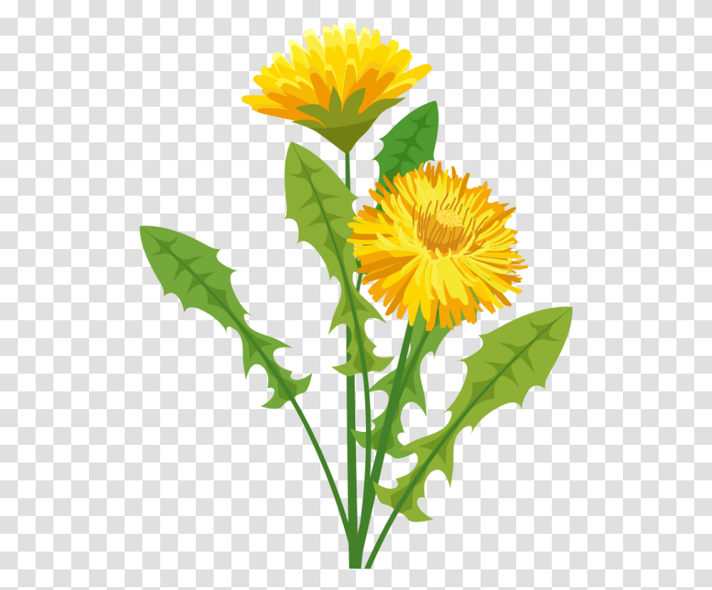 Dandelion Herbalist Pissenlit, Plant, Flower, Blossom, Sunflower Transparent Png