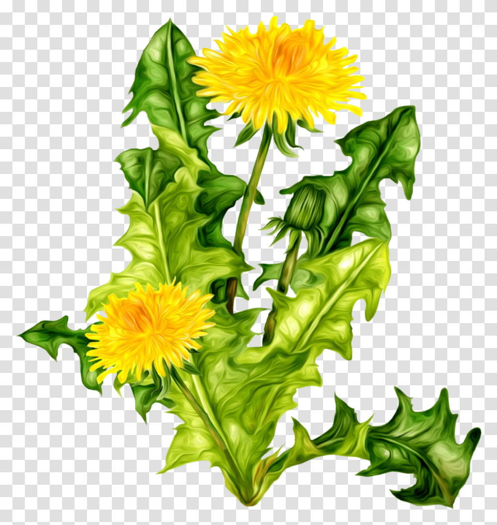 Dandelion Icon Web Icons, Plant, Flower, Blossom, Lettuce Transparent Png