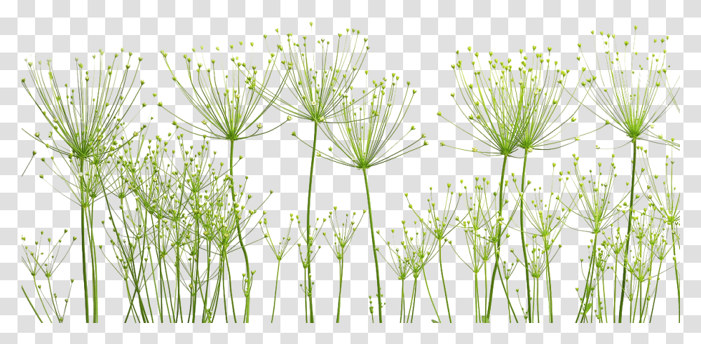 Dandelion Image Arts, Plant, Seasoning, Food, Dill Transparent Png