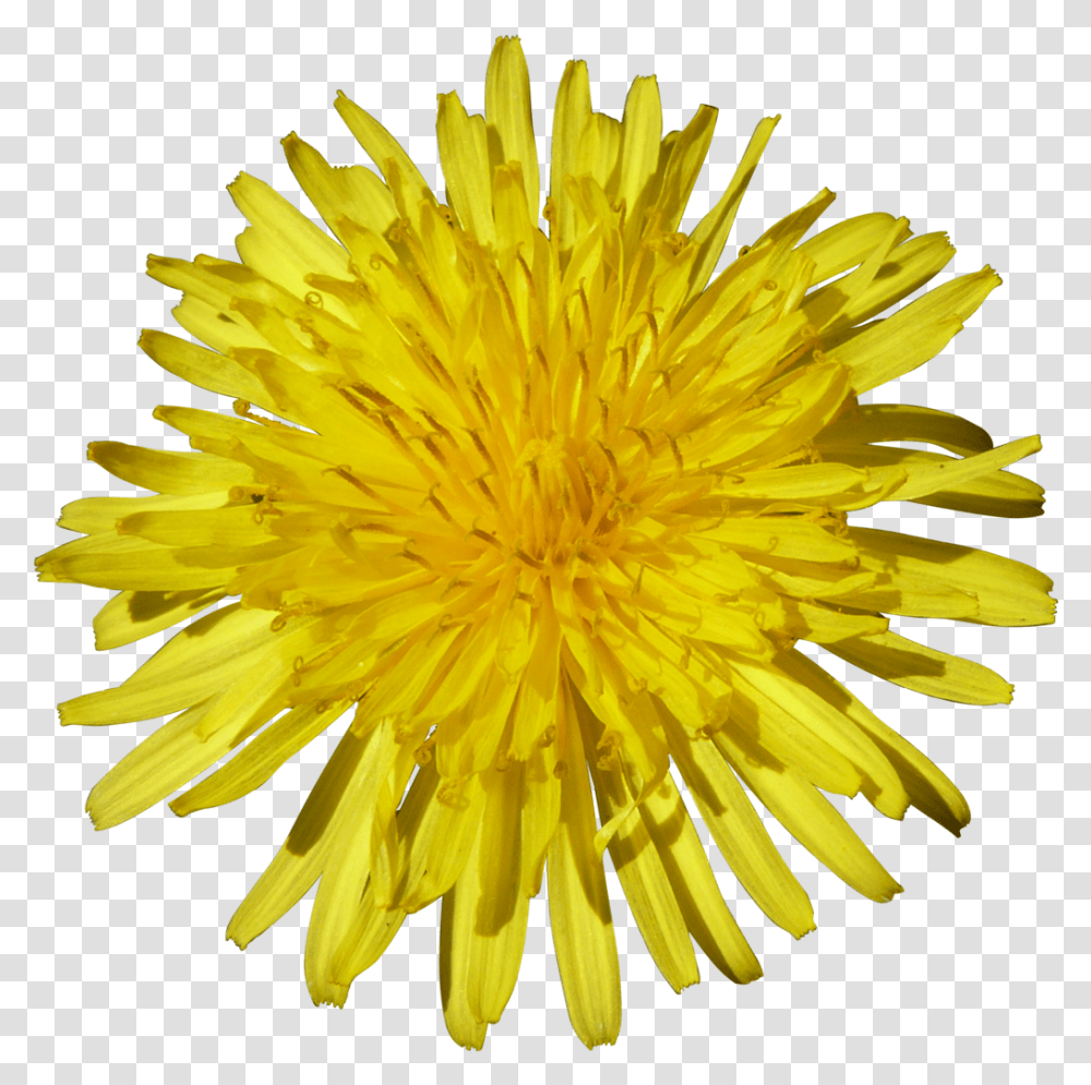 Dandelion Image For Free Download Sunflower White Background, Plant, Blossom Transparent Png