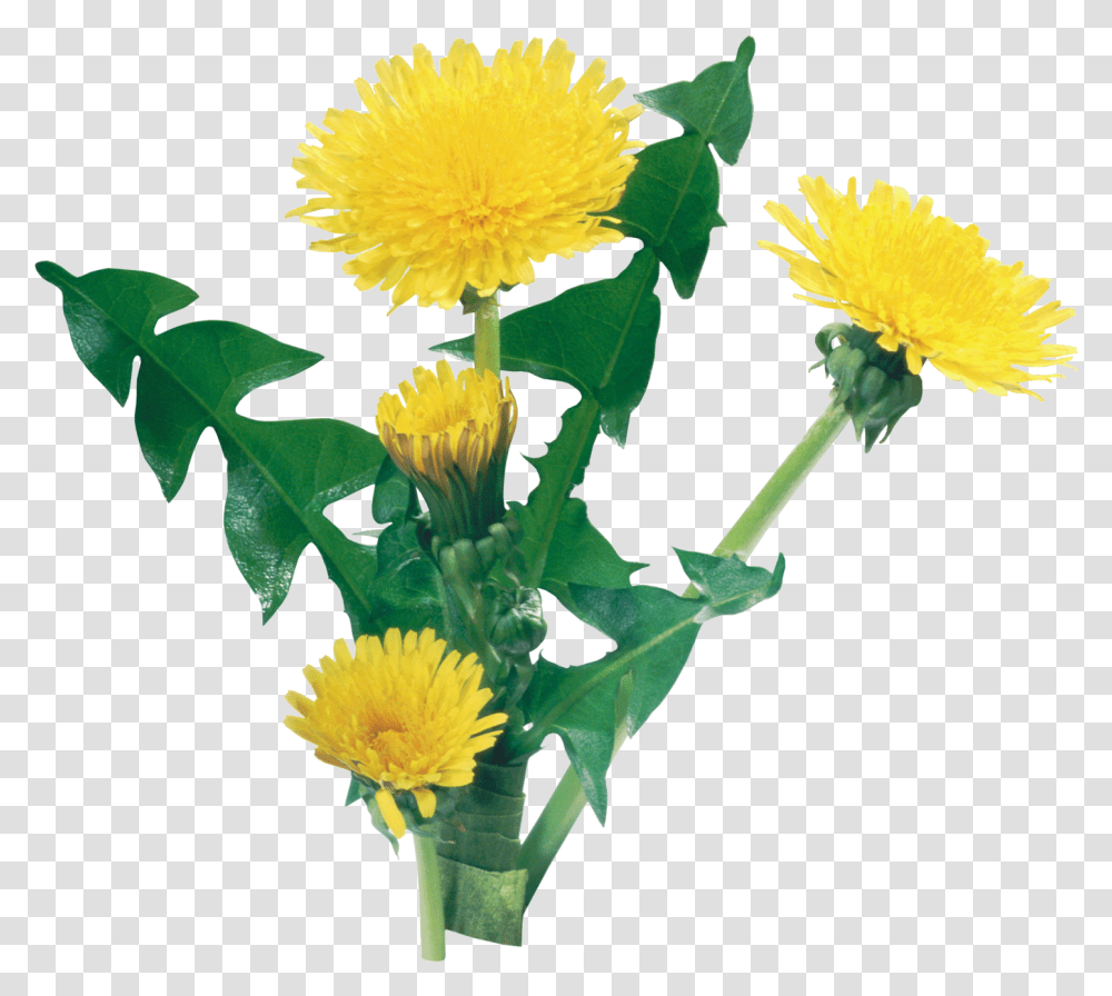 Dandelion Image For Free Download Yellow Dandelion, Plant, Flower, Blossom, Petal Transparent Png