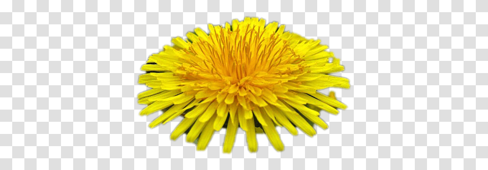 Dandelion Image Play Flower Images With White Background, Plant, Blossom, Petal, Aster Transparent Png