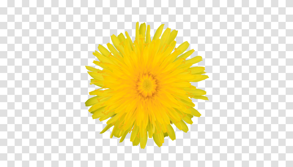 Dandelion Images Free Download, Plant, Flower, Blossom Transparent Png