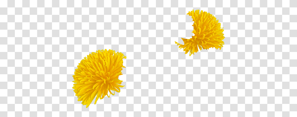 Dandelion, Leaf, Plant, Flower, Blossom Transparent Png