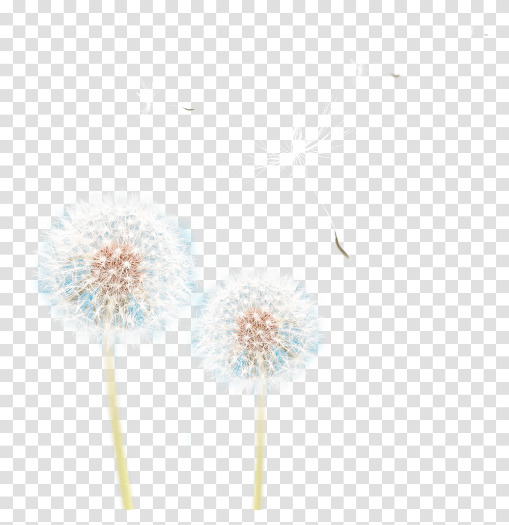 Dandelion Pic, Plant, Flower, Blossom Transparent Png