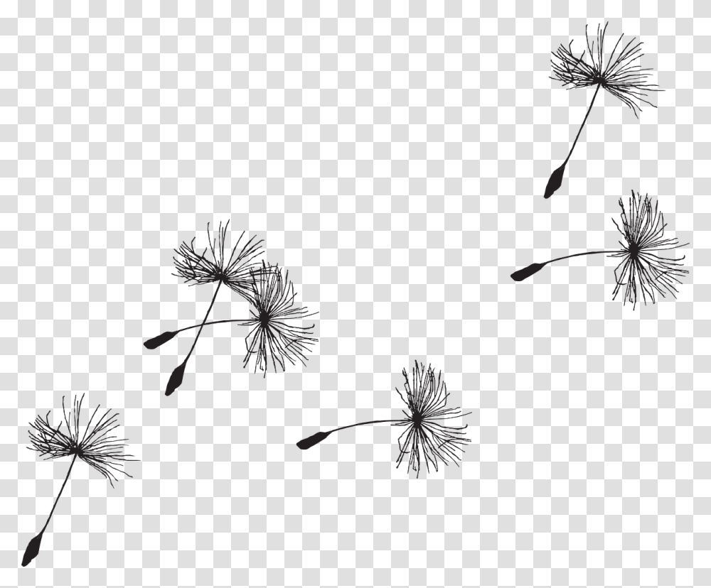 Dandelion Picture Background Dandelion Seed, Plant, Flower, Blossom, Insect Transparent Png