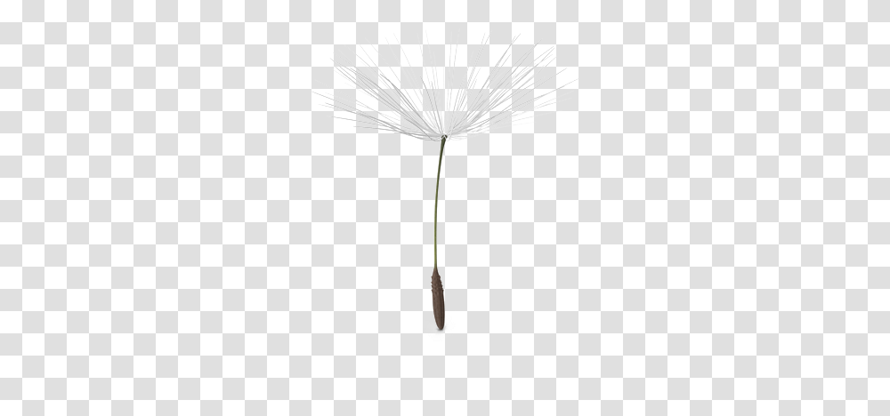 Dandelion Picture Dandelion Seed Background, Plant, Flower, Blossom, Lamp Transparent Png