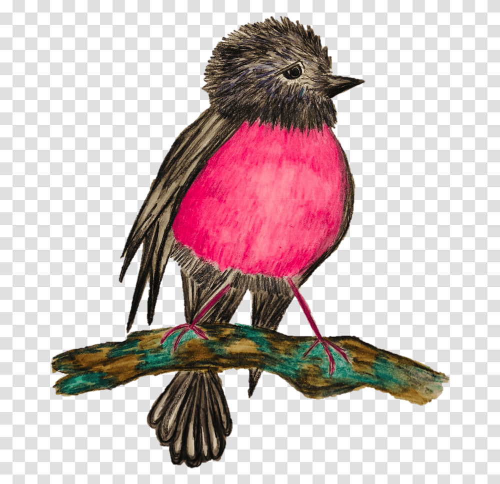 Dandelion Pink Robin Hand Drawn By Ashleigh Cotterill American Rosefinches, Bird, Animal, Hummingbird, Bee Eater Transparent Png