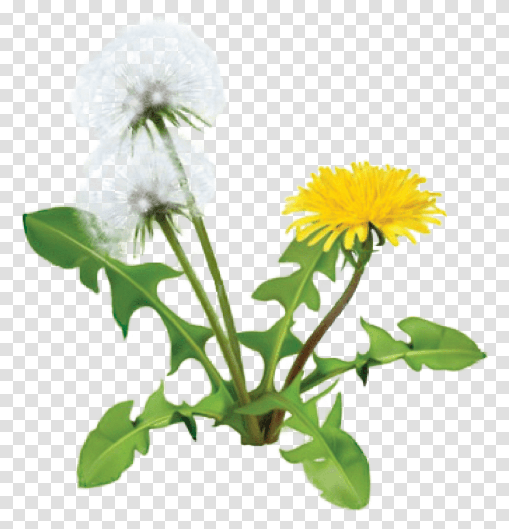 Dandelion Plant Dandelion Herbs, Flower, Blossom Transparent Png