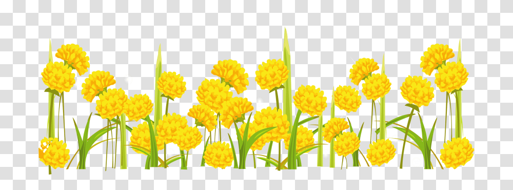 Dandelion, Plant, Flower, Blossom, Pollen Transparent Png