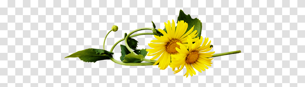 Dandelion Portable Network Graphics, Plant, Flower, Daisy, Vase Transparent Png