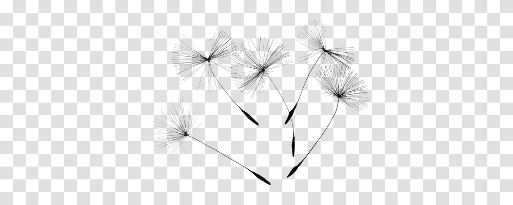 Dandelion Seeds Nature, Plant, Flower, Blossom Transparent Png