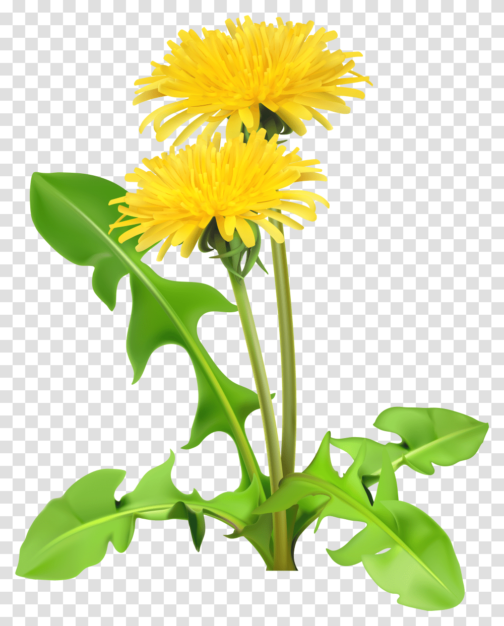 Dandelion Yellow Dandelions Transparent Png