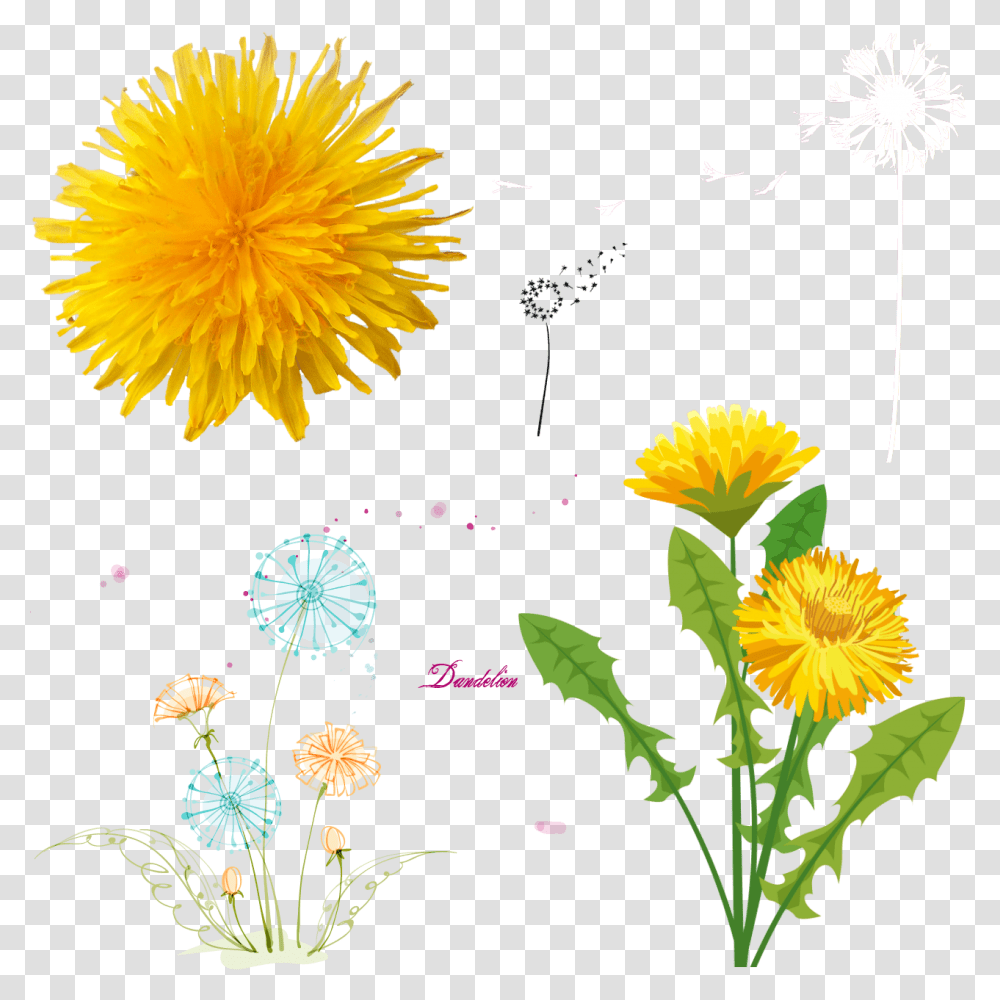 Dandelions Dandelion Art Yellow, Plant, Flower, Blossom, Petal Transparent Png