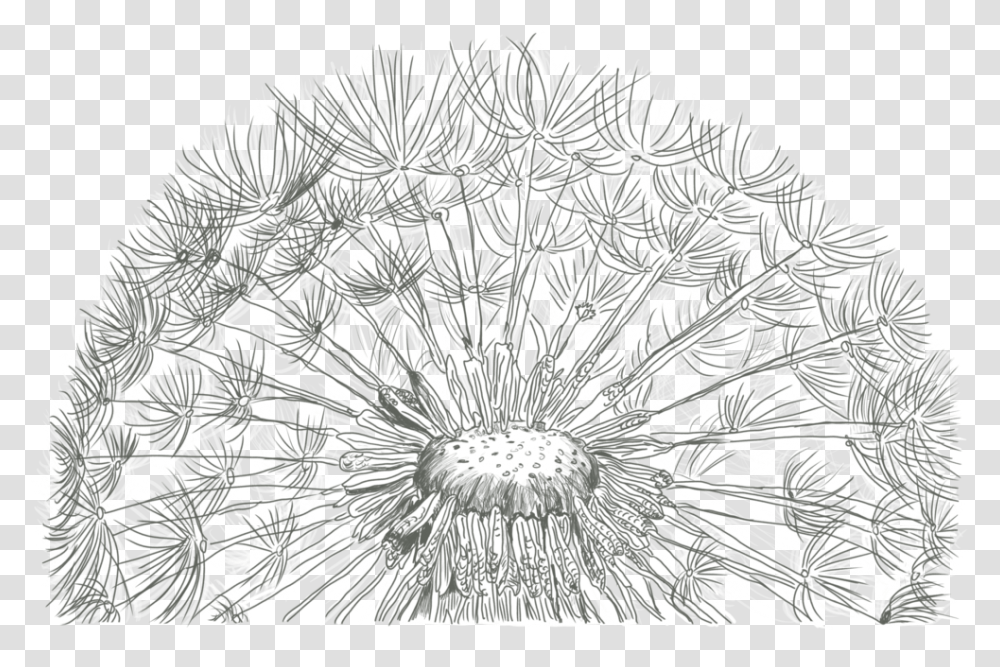 Dandelions Drawing Free Download On Unixtitan Dandelion Line Drawing, Plant, Flower, Blossom, Rug Transparent Png