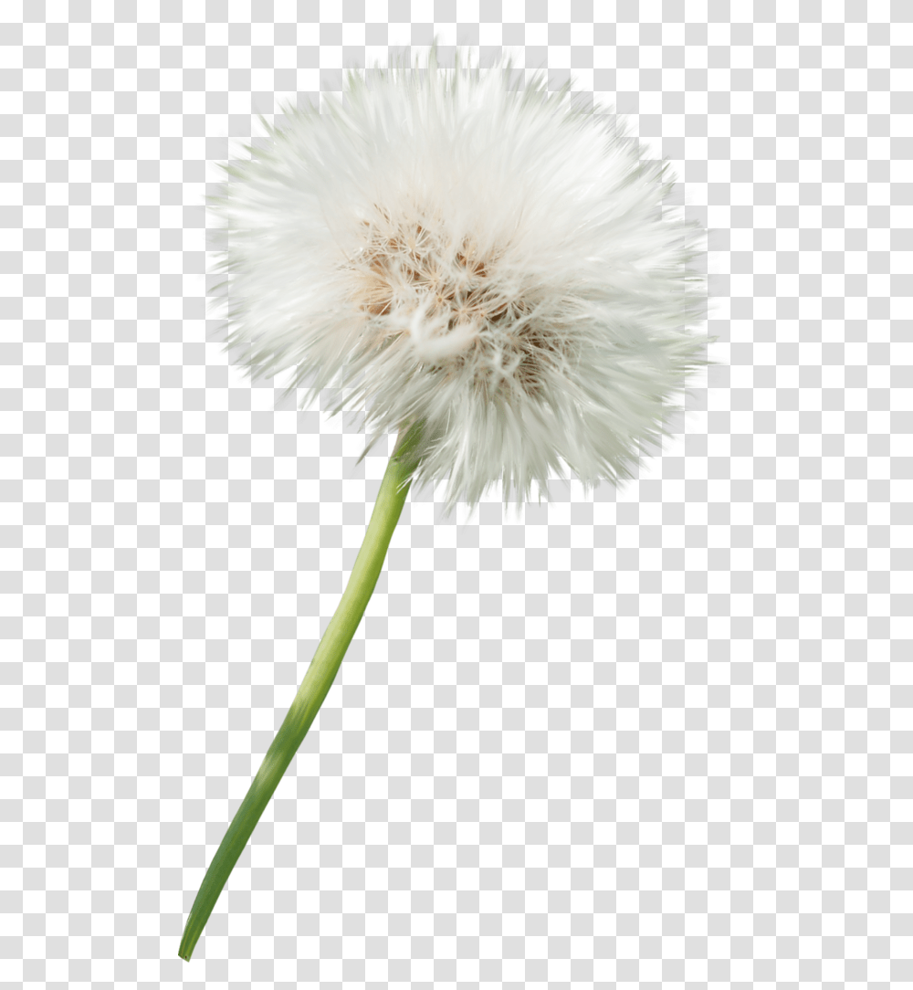 Dandelions Oduvanchik Na Prozrachnom Fone, Plant, Flower, Blossom, Bird Transparent Png