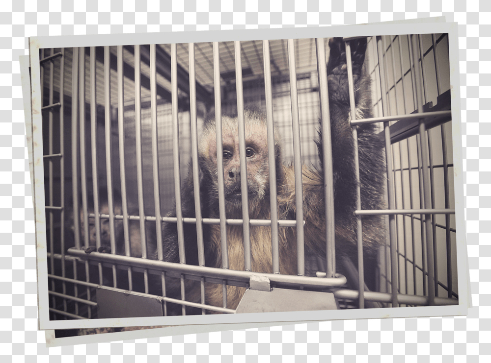 Dangerous Bill In California Would Make It Impossible To Animal Shelter, Monkey, Wildlife, Mammal, Ape Transparent Png