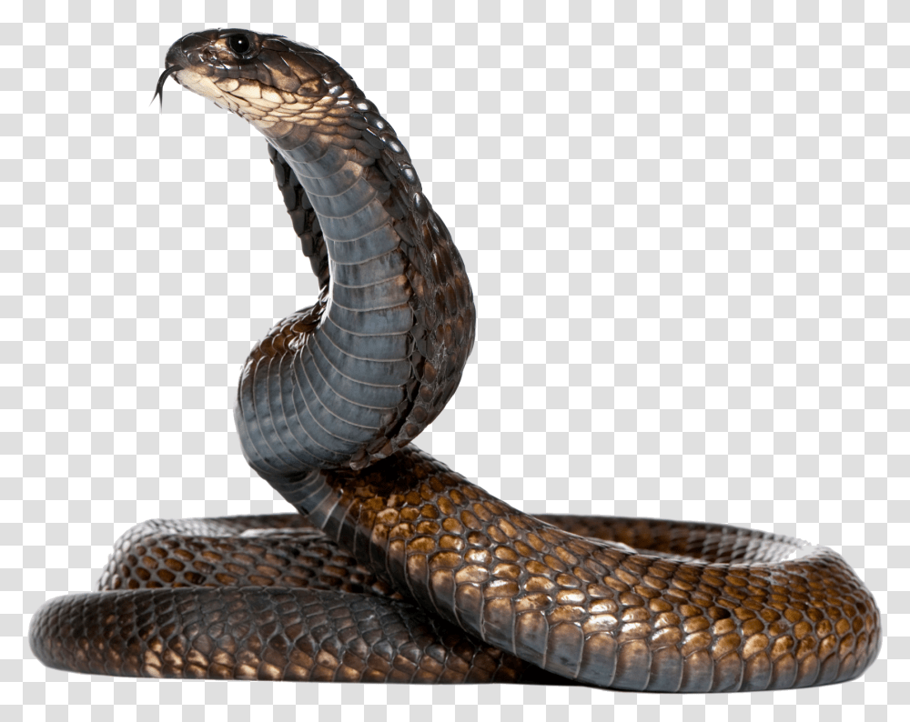Dangerous Black Snake Image, Reptile, Animal, Cobra Transparent Png
