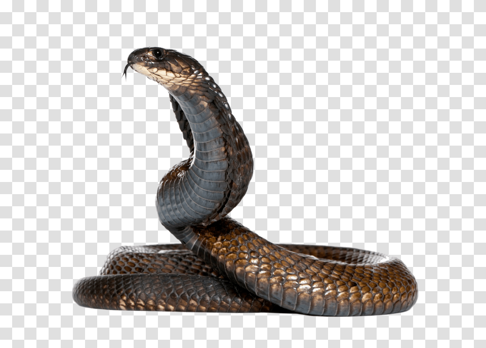Dangerous Black Snake Image Snake, Reptile, Animal, Cobra Transparent Png