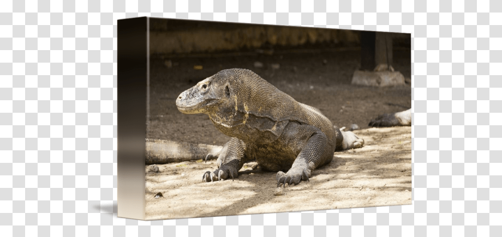 Dangerous Komodo Dragon Walking Around By Eduard Todikromo Komodo Dragon, Lizard, Reptile, Animal Transparent Png