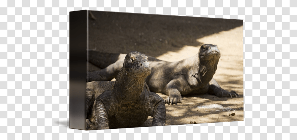Dangerous Komodo Dragons Walking Around Iguana, Elephant, Wildlife, Mammal, Animal Transparent Png