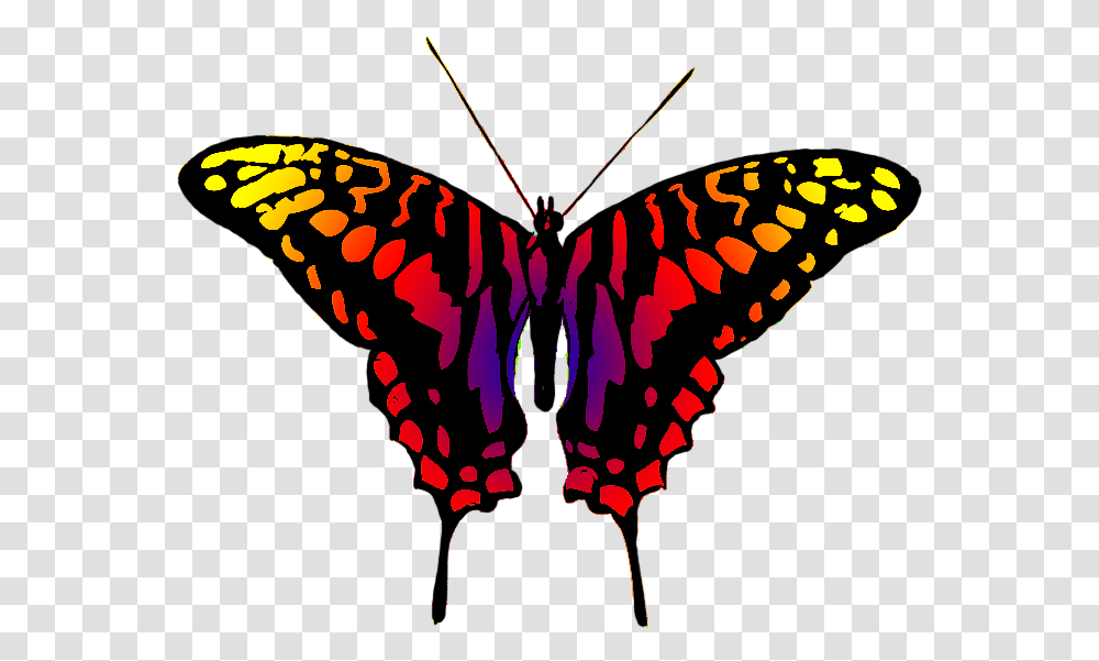 Dangerous Looking Butterfly Butterfly Multi Colour, Insect, Invertebrate, Animal, Monarch Transparent Png