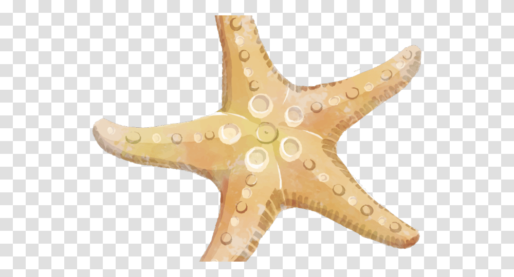 Dangerous Starfish Background, Sea Life, Animal, Invertebrate Transparent Png