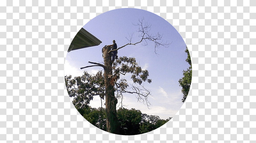 Dangerous Tree Removal Pruning Stump Accipitriformes, Plant, Window, Fisheye, Person Transparent Png