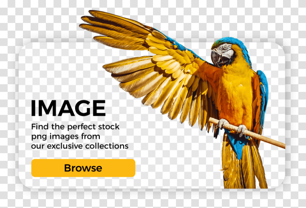 Danit Guacamayo, Bird, Animal, Macaw, Parrot Transparent Png